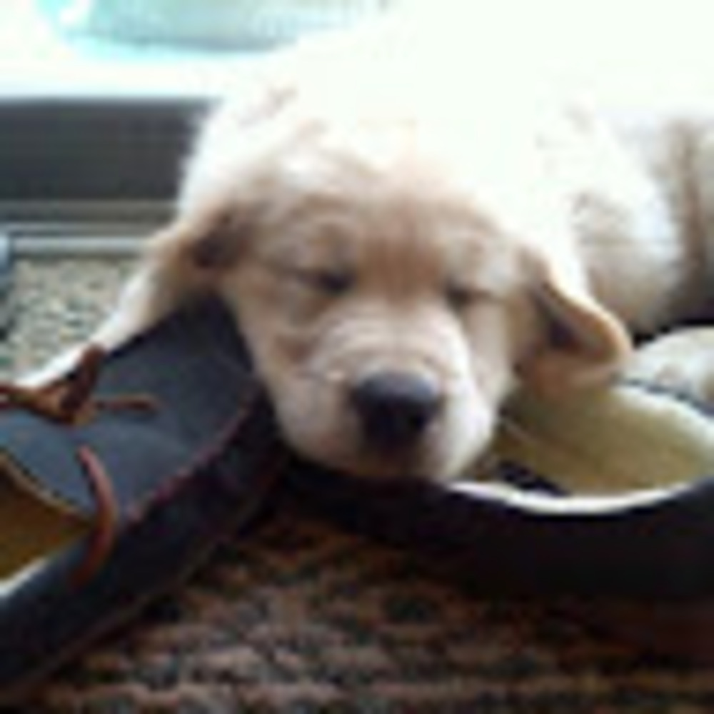 Meet your Posher, Patricia